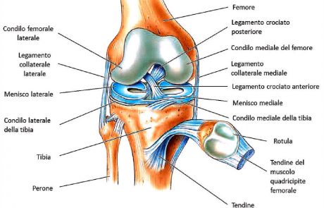 Anatomia del ginocchio